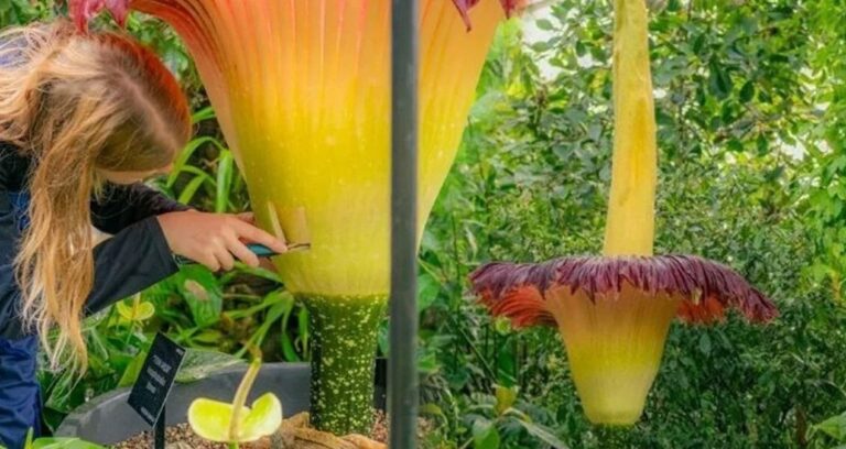 bu cicegi koklayan hayata kusuyor 35 yil sonra yeniden cicek acti bnpODCsu