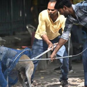 hindistanin baskent bolgesindeki tum sahipsiz kopekler barinaklara gonderilecek vB3SPaLX