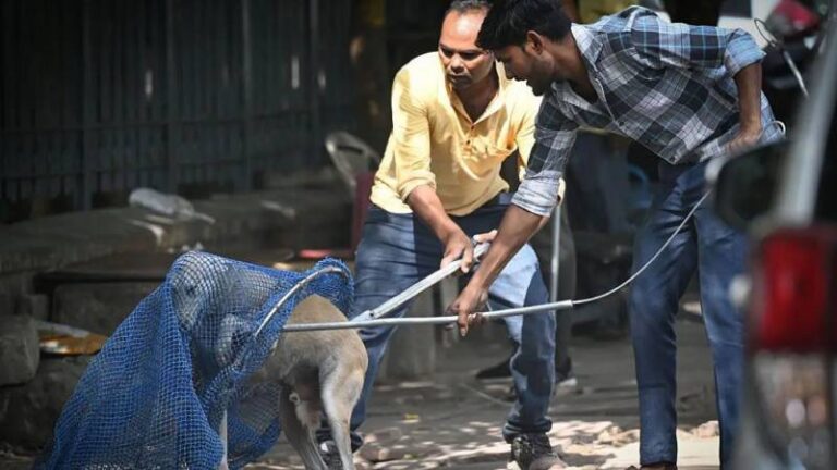 hindistanin baskent bolgesindeki tum sahipsiz kopekler barinaklara gonderilecek vB3SPaLX