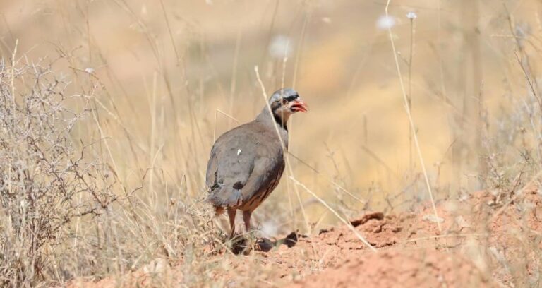 konyadaki tesiste 7 yilda 100 bin civarinda keklik uretildi C7KDv17u
