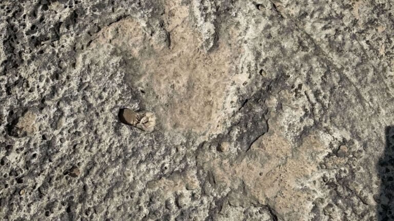 sel felaketi tarih yazdi 115 milyon yillik izler arkeoloji dunyasini heyecanlandirdi elAuBPsA