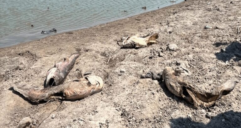 tekirdagda su seviyesi dustu baliklar oldu RAC5je82