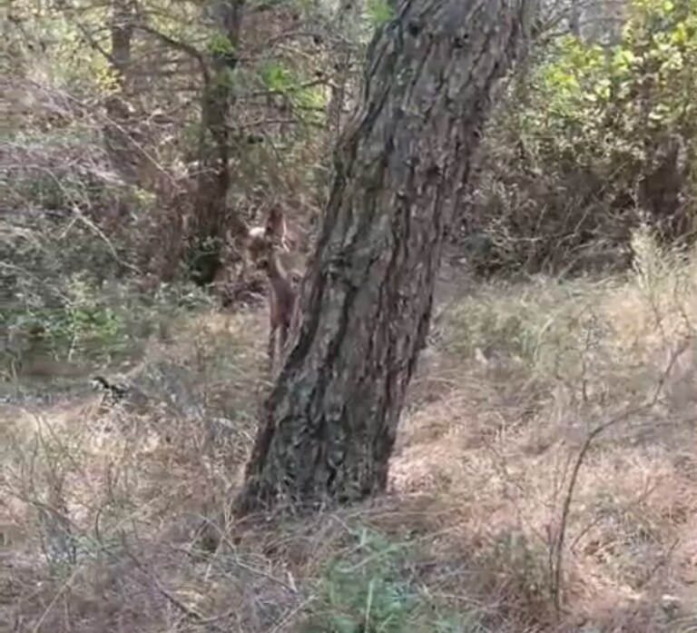 yanginda yarali ceylan kurtarildi ITHBXm9l