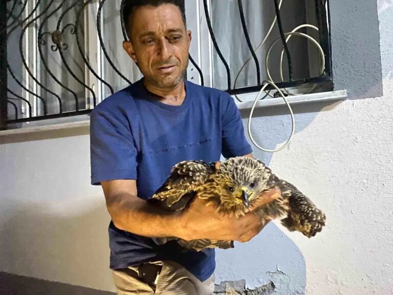 ali kotugun sahine yardimi aOjbbajl