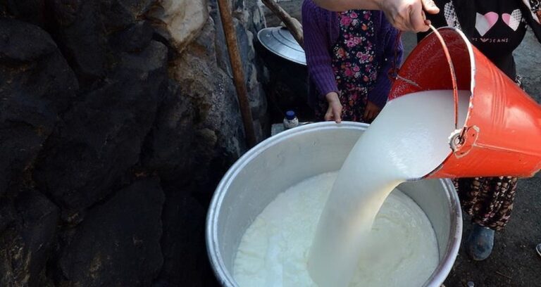 inek sutu miktari temmuzda artti mT4qWIWv