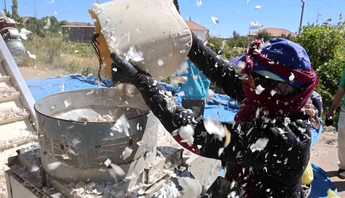 aksaray organik sarimsagi 2025 ekim sezonuna girdi W7ixbgSC