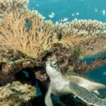 dunyanin iklimi ilk geri donulmez esik noktasini asti hubxnnbg.jpg