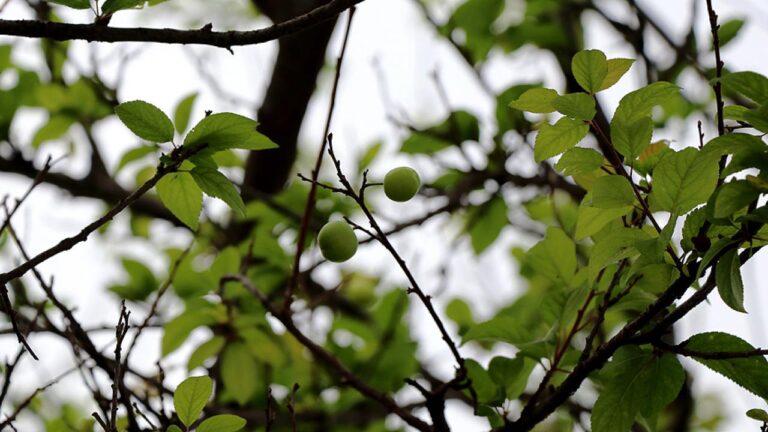 trabzonda ureticilere ucretsiz 5 bin 300 meyve fidani dagitildi xyR7tMqi.jpg