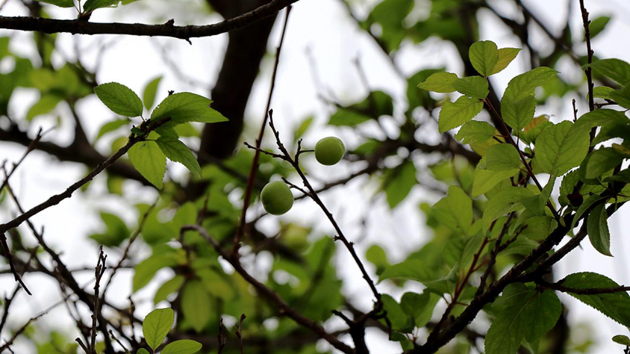 trabzonda ureticilere ucretsiz 5 bin 300 meyve fidani dagitildi xyR7tMqi.jpg