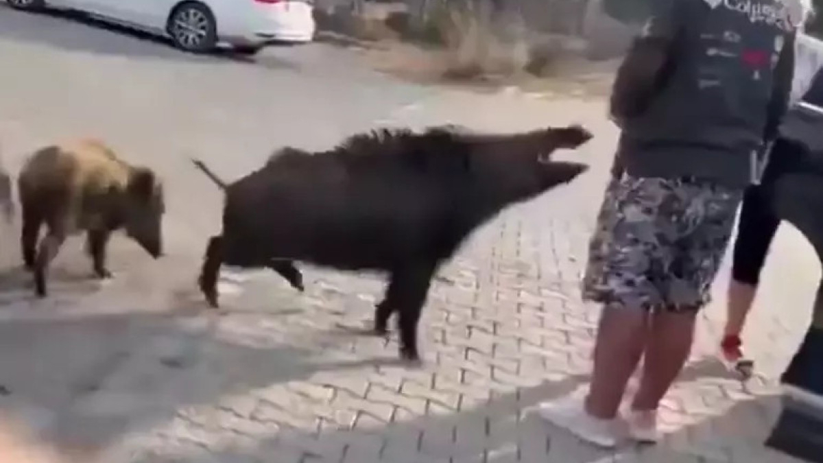 aydinda beslemeye calistigi yaban domuzu tatilcinin kolunu isirdi ZAXiFa4j.jpg