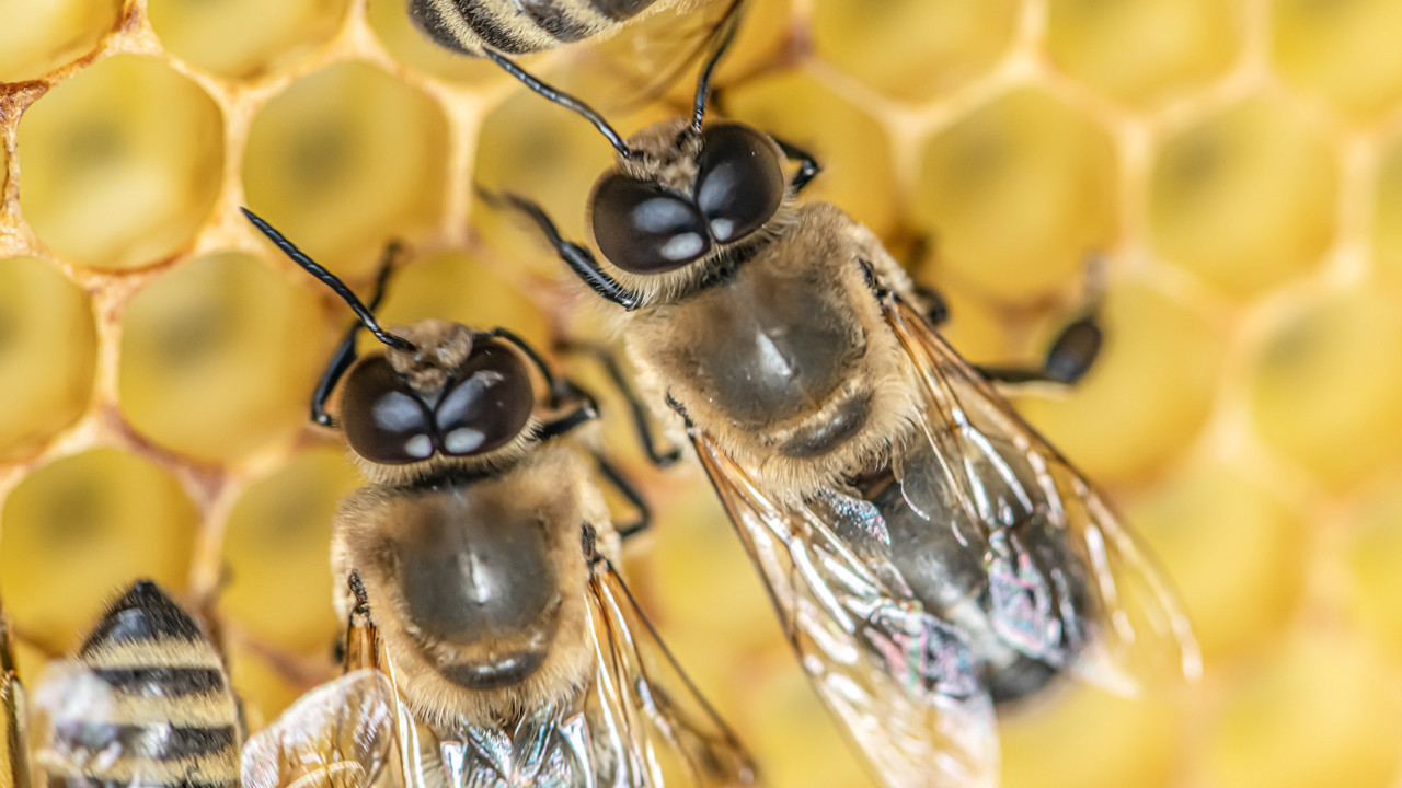 erkek arilar ciftlesme sirasinda neden patlayarak oluyor L5Jseb3M.jpg