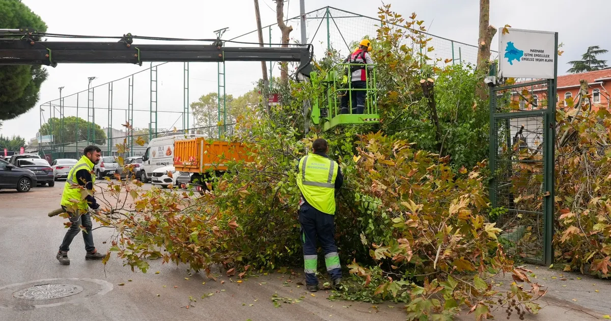 istanbul maltepede budama zamani xzBK1aHu.webp