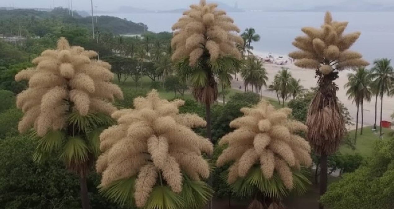 Hayatlarında ilk ve son kez çiçek açan ağaçlar: 80 yılda bir gerçekleşen mucize